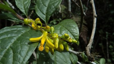 Polygala arillata, photographed by Paulmathi Vinod
