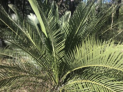 Macrozamia riedlei, photographed by Ann Bentley