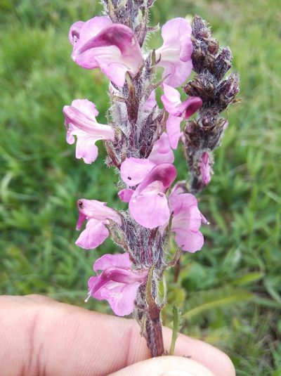 Pedicularis rostratospicata, photographed by Ben Costamagna