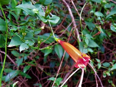 Manettia cordifolia, photographed by Gustavo Puente