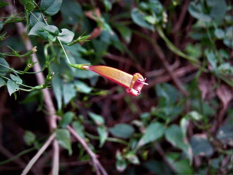 Manettia cordifolia, photographed by Gustavo Puente