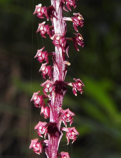 Crepidium versicolor, photographed by Hopeland