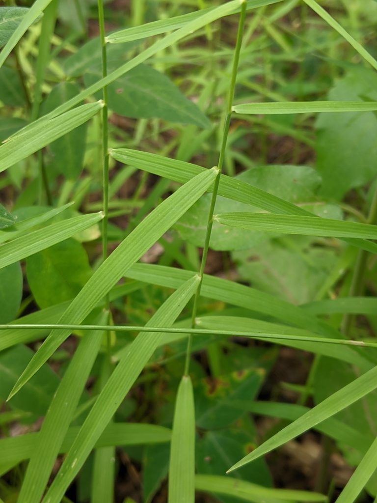 Muhlenbergia sobolifera, photographed by Nathan Aaron