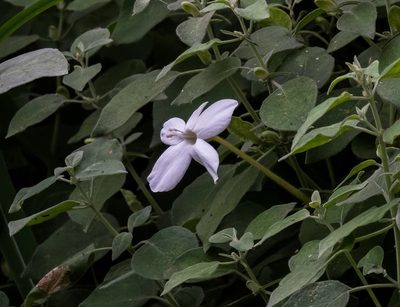 Barleria longiflora, photographed by Paulmathi Vinod
