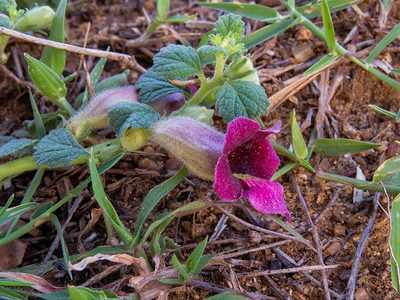 Sesamum prostratum, photographed by Paulmathi Vinod