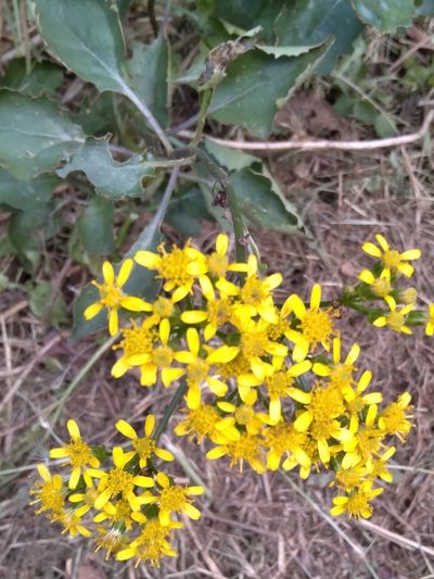 Senecio brachypodus, photographed by Rosemary Harrison