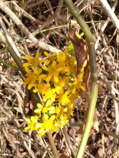 Senecio brachypodus, photographed by Rosemary Harrison