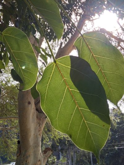 Ficus polita, photographed by Rosemary Harrison