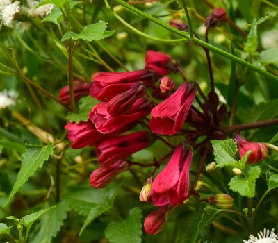 Bomarea salsilla, photographed by Nicolás Villaseca Merino