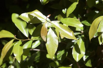 Gymnanthes lucida, photographed by Diego Blanco