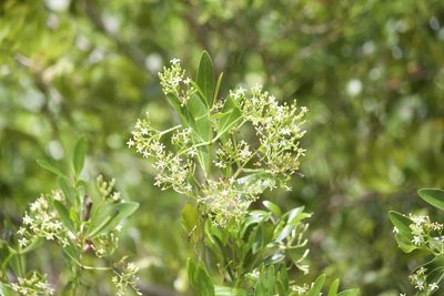 Erithalis fruticosa, photographed by Diego Blanco