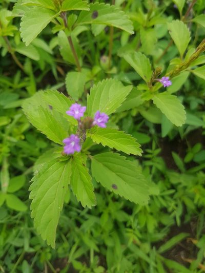 Bouchea prismatica, photographed by ASRS