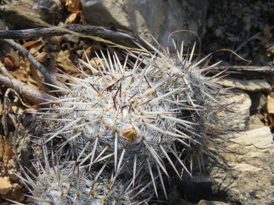 Mammillaria parkinsonii, photographed by Alexis López Hernández
