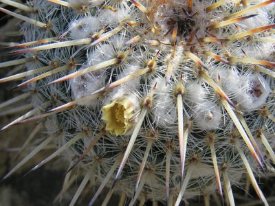 Mammillaria parkinsonii, photographed by Alexis López Hernández
