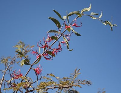 Plicosepalus kalachariensis, photographed by M Kriek