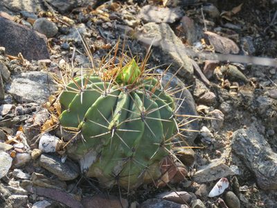 Ferocactus echidne, photographed by Alexis López Hernández