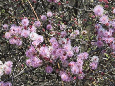 Mimosa depauperata, photographed by Alexis López Hernández