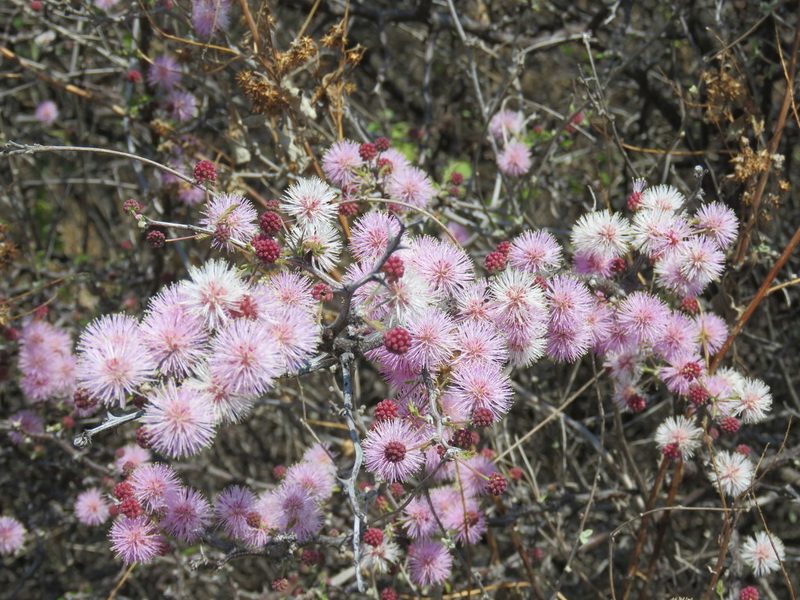 Mimosa depauperata, photographed by Alexis López Hernández