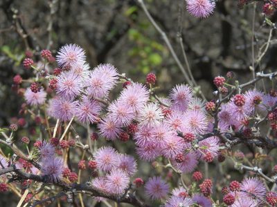 Mimosa depauperata, photographed by Alexis López Hernández