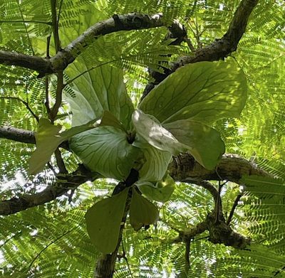 Platycerium elephantotis, photographed by Akr