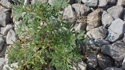Leucospora multifida, photographed by John Abrams