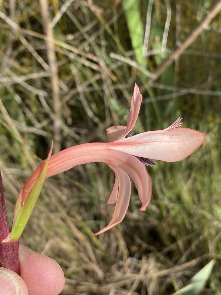 Watsonia wilmaniae, photographed by Dave U