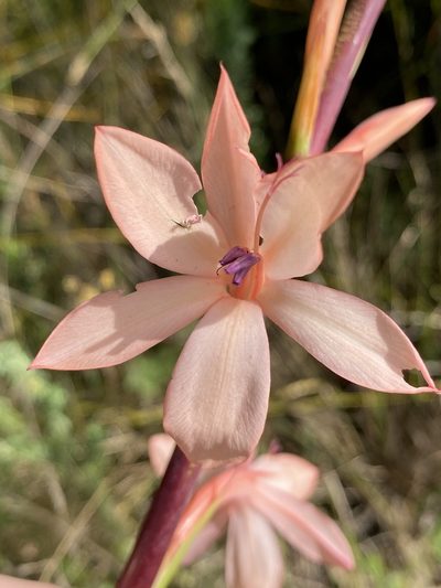 Watsonia wilmaniae, photographed by Dave U