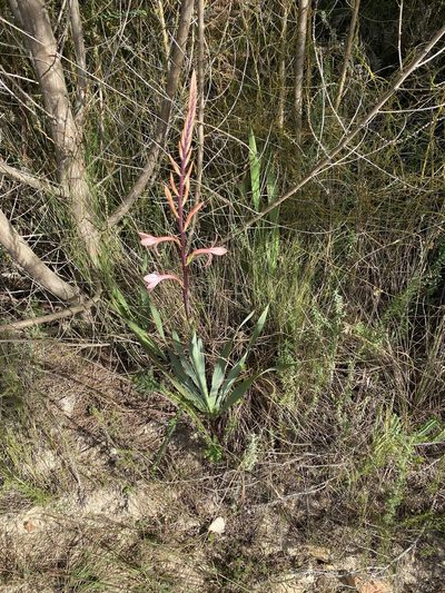 Watsonia wilmaniae, photographed by Dave U