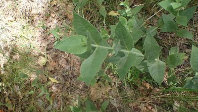 Helianthus mollis, photographed by John Abrams