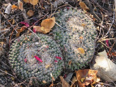 Mammillaria perbella, photographed by Alexis López Hernández