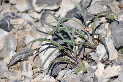 Bupleurum americanum, photographed by Syd Cannings