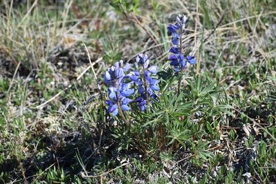 Lupinus arcticus, photographed by Syd Cannings