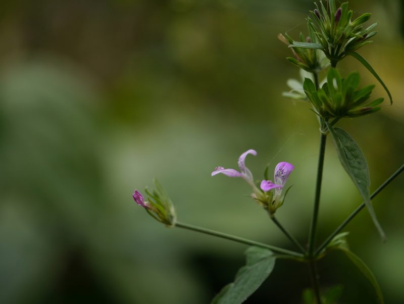Dicliptera cuneata, photographed by Dinesh Valke