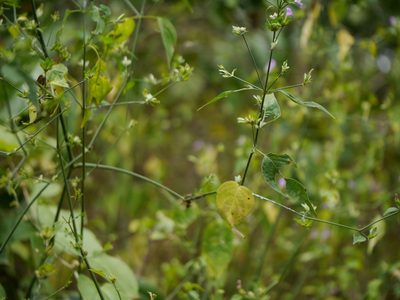 Dicliptera cuneata, photographed by Dinesh Valke
