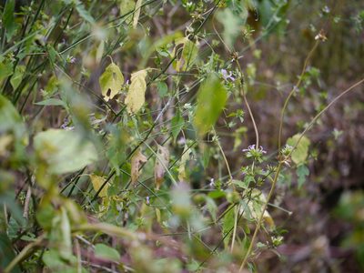 Dicliptera cuneata, photographed by Dinesh Valke
