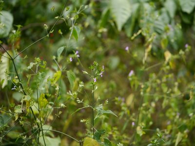 Dicliptera cuneata, photographed by Dinesh Valke
