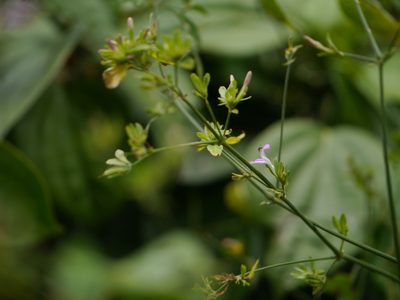 Dicliptera cuneata, photographed by Dinesh Valke