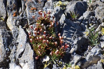 Androsace constancei, photographed by Syd Cannings