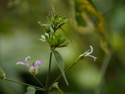 Dicliptera cuneata, photographed by Dinesh Valke