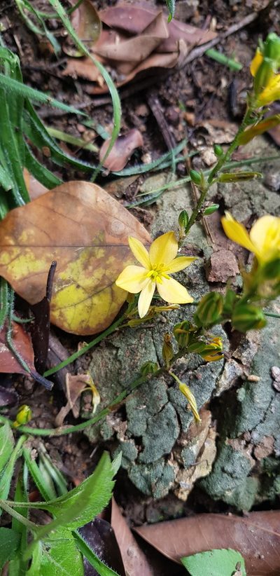 Echeandia vestita, photographed by Eugenio Padilla