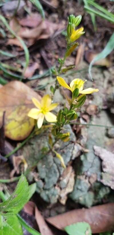 Echeandia vestita, photographed by Eugenio Padilla