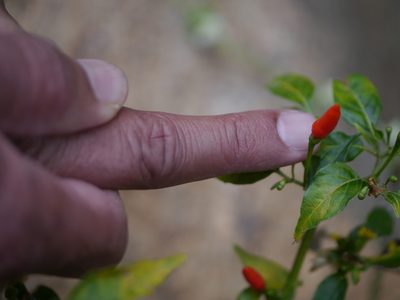 Capsicum frutescens, photographed by Dinesh Valke