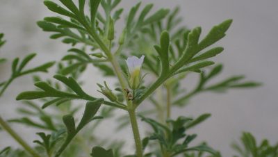 Leucospora multifida, photographed by John Abrams