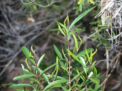 Nuxia oppositifolia, photographed by M Kriek
