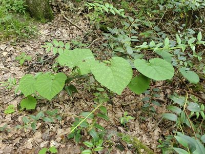 Aristolochia macrophylla, photographed by Craig Martin