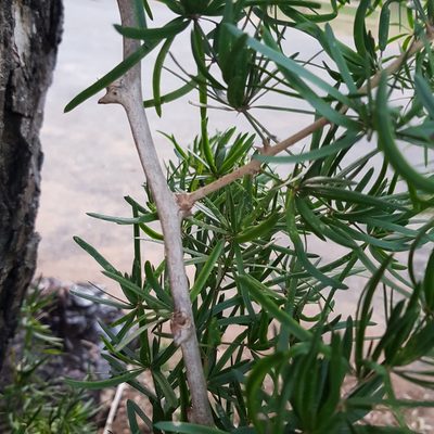 Asparagus falcatus, photographed by Margaret Burger
