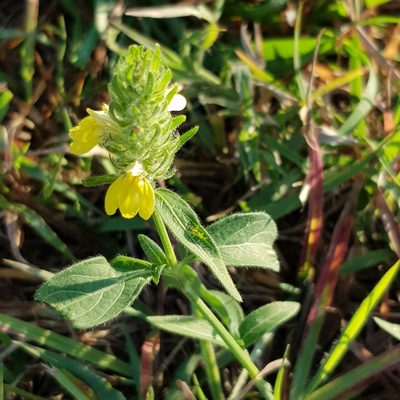 Justicia flava, photographed by Margaret Burger