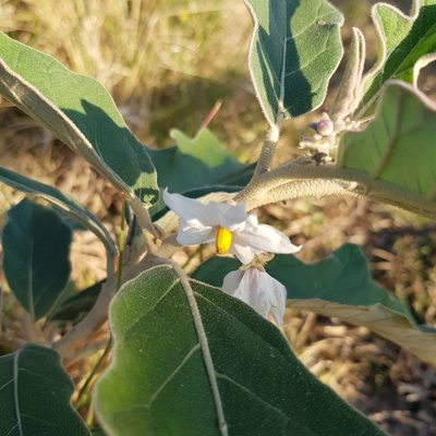 Solanum lichtensteinii, photographed by Margaret Burger