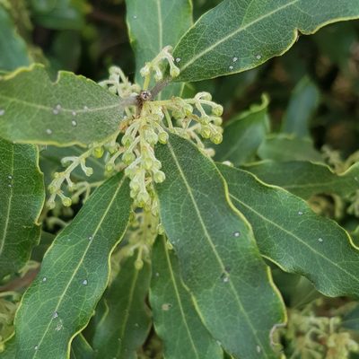 Euclea natalensis, photographed by Margaret Burger