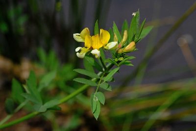 Hosackia oblongifolia, photographed by Madeleine Claire